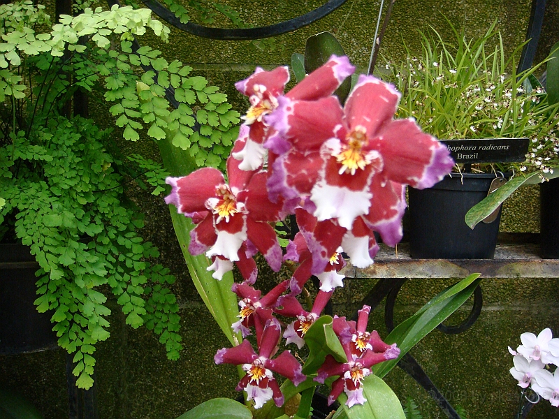 390 Longwood Gardens [2008 August 23].JPG - Longwood Gardens in Pennsylvania